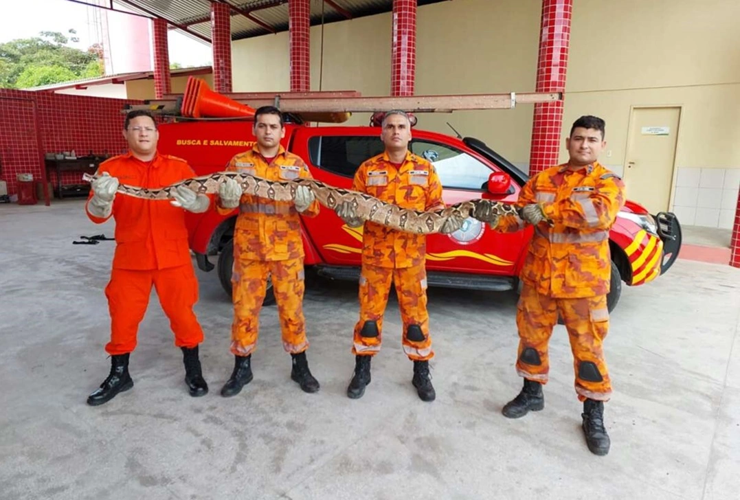 FAUNA NEWS - Mais de 11 mil animais são resgatados pelos bombeiros no Ceará e a maioria é silvestre