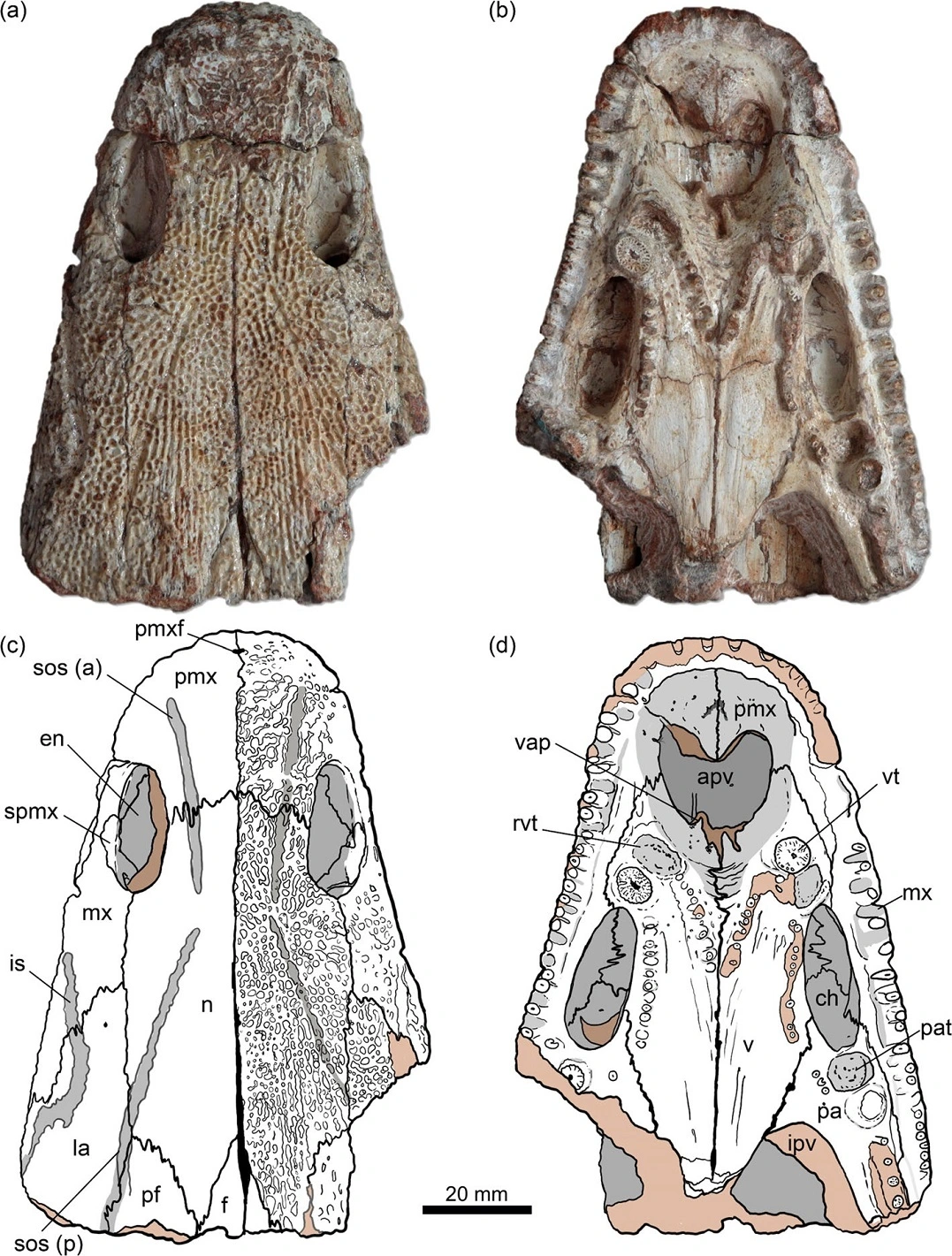 FAUNA NEWS - fóssil do Kwatisuchus rosai, período triássico no Rio Grande do Sul
