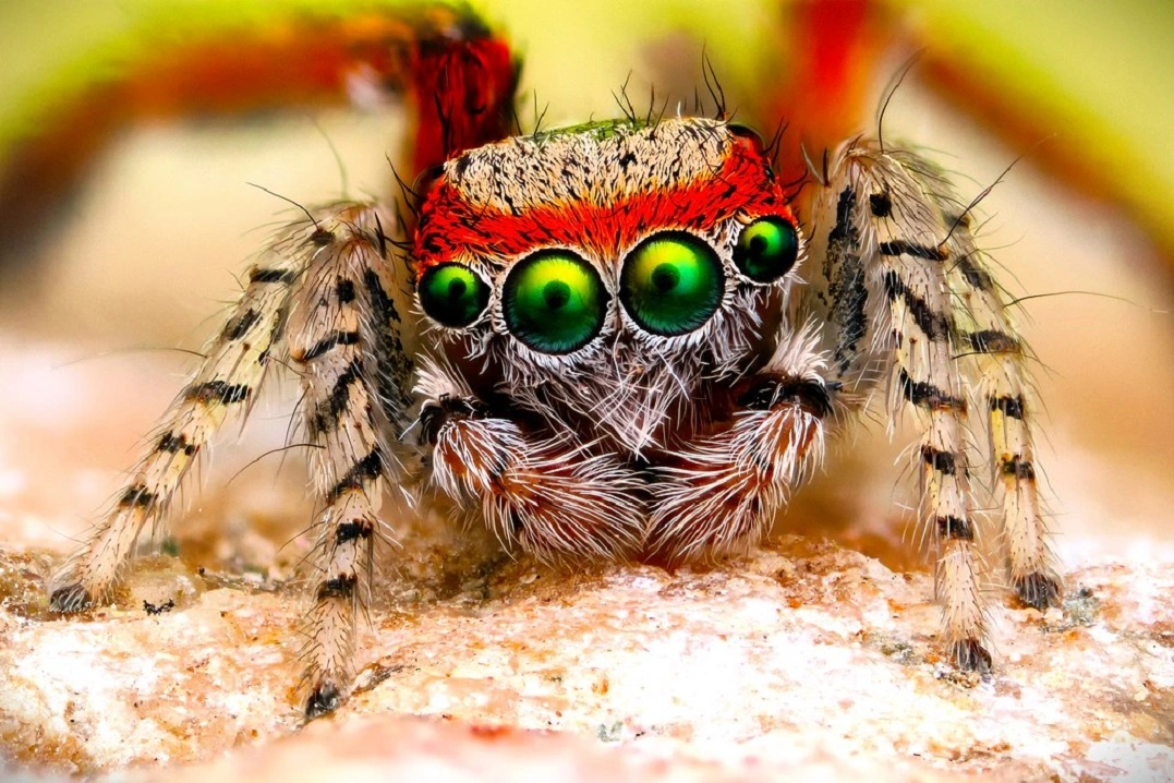 FAUNA NEWS - Sobre oito olhos: aranhas papa-moscas e sua visão de mundo
