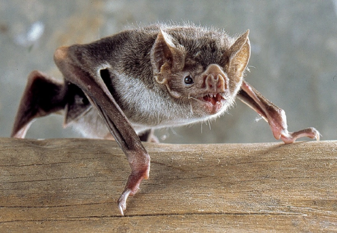 FAUNA NEWS vigilância da raiva em morcegos no cerrado de Goiás