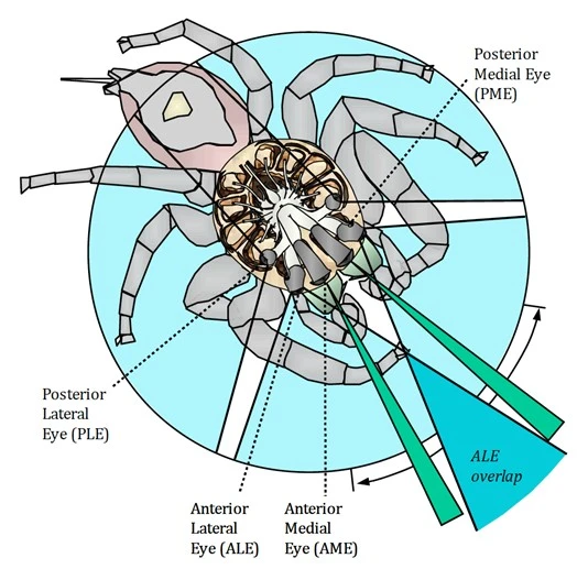 FAUNA NEWS - sobre oito olhos a visão de mundo das aranhas papa moscas