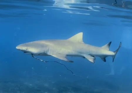 FAUNA NEWS - Pesquisadores encontram anzóis em filhotes de tubarões ameaçados em Fernando de Noronha