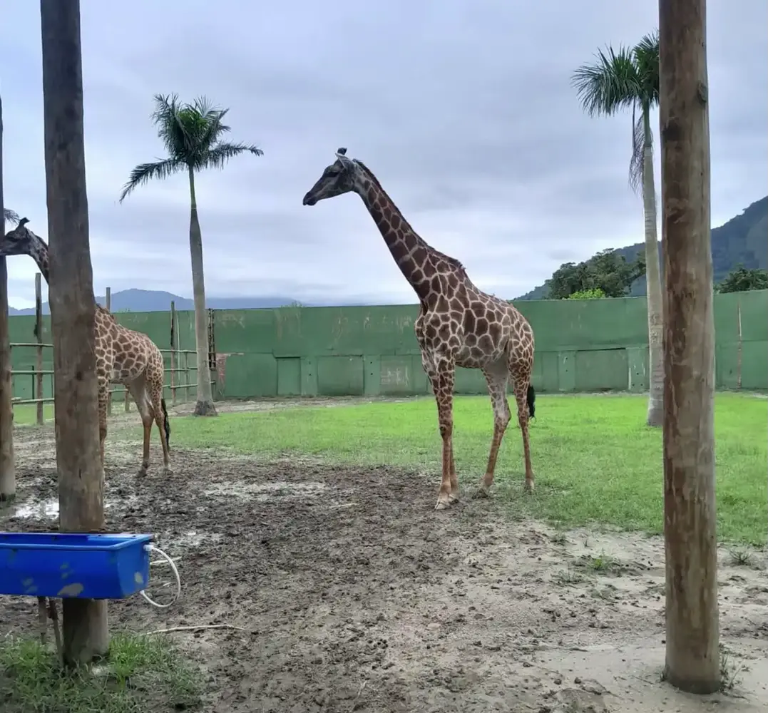FAUNA NEWS - girafas importadas por zoológico do RJ em 2021 ainda seguem sem destino