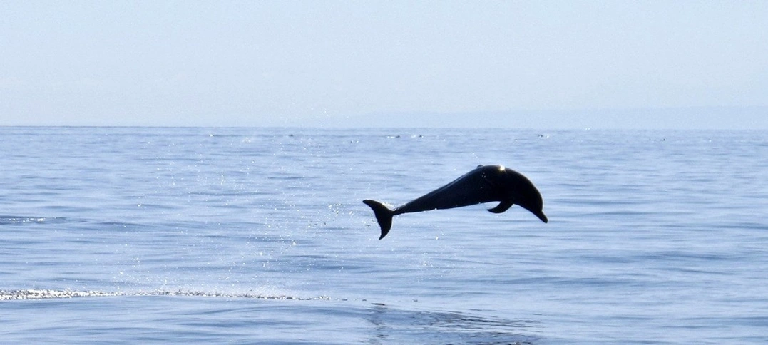 FAUNA NEWS - 44% das espécies migratórias estão em declínio, alerta ONU