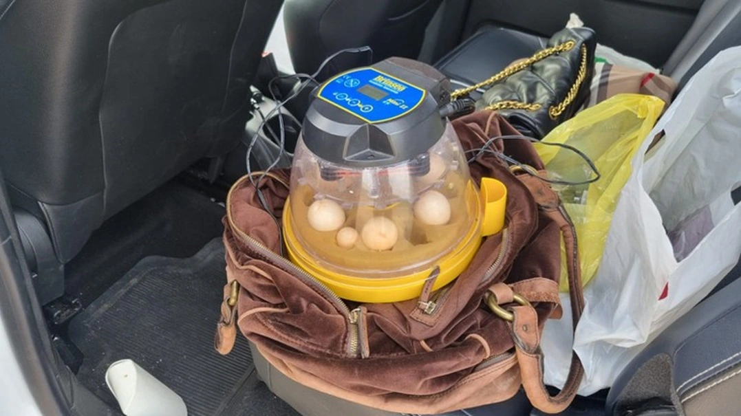 FAUNA NEWS- Ucranianas detidas com ovos de araras-azuis-de-lear têm prisão preventiva decretada