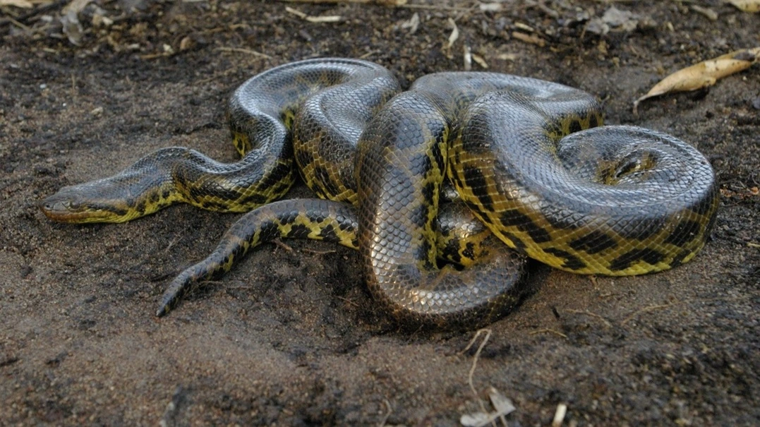 FAUNA NEWS - Serpentes evoluíram até três vezes mais rápido que lagartos