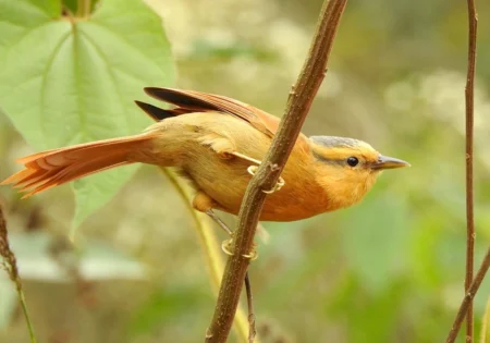 FAUNA NEWS - Chega de paz e calmaria na floresta: quero um bando misto de aves!