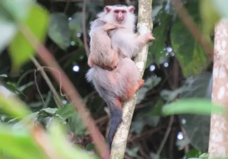 FAUNA NEWS - Lar ingrato: o drama dos macacos no Arco do Desmatamento