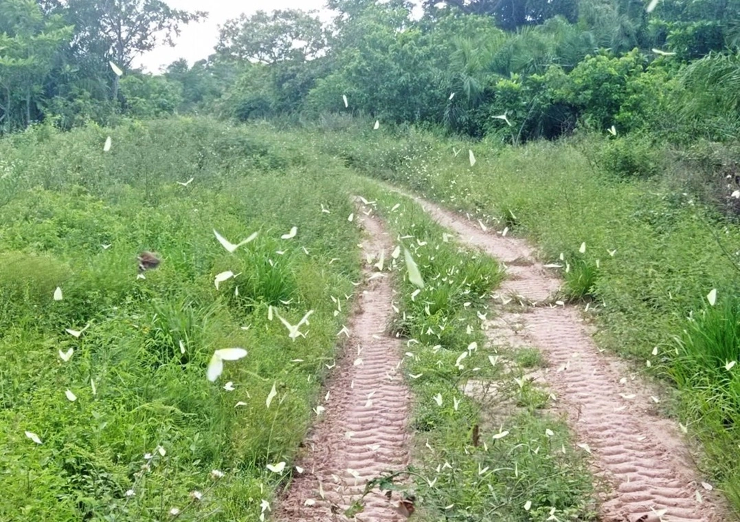 FAUNA NEWS - o Trânsito de borboletas nas estradas