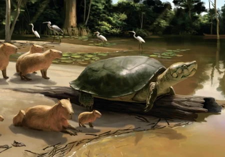 FAUNA NEWS - Nova tartaruga-cabeçuda-gigante da Amazônia pode ter convivido com humanos