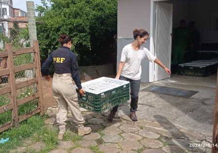 FAUNA NEWS Viagem para casa: repatriação de animais vítimas do tráfico