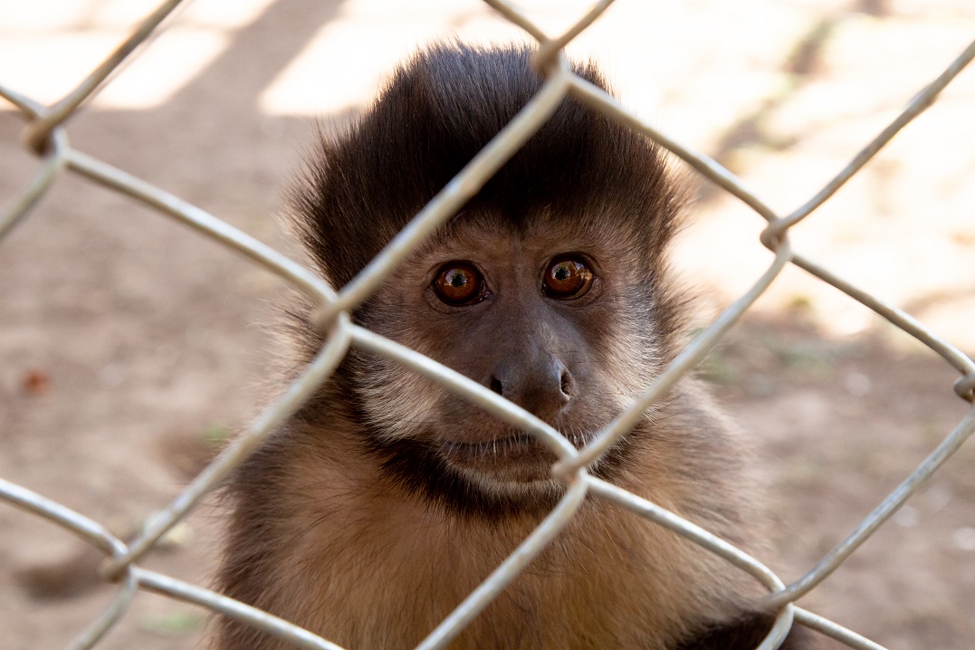 FAUNA NEWS ética na reintrodução de primatas do tráfico