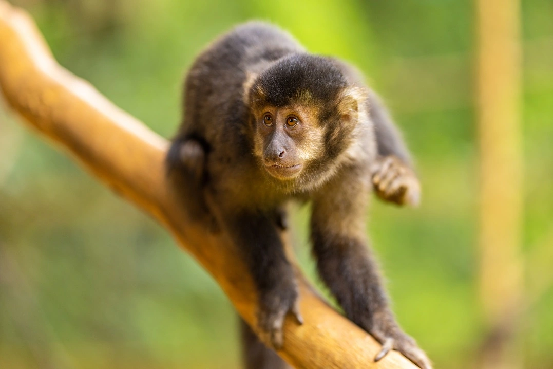 fauna news etica na reintroducao de primatas