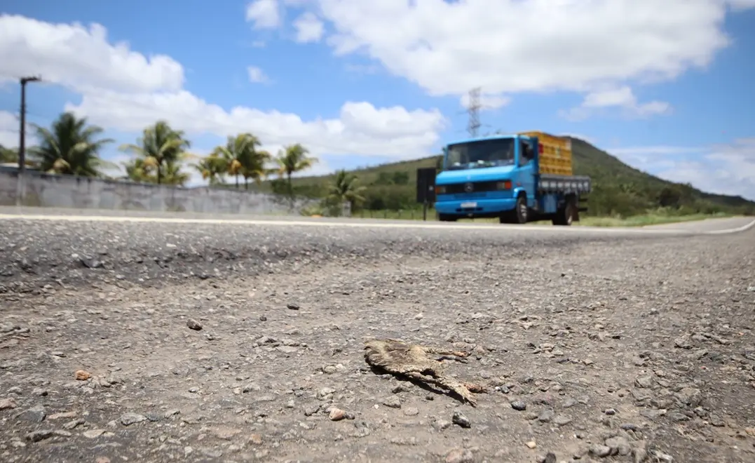 FAUNA NEWS - Mais de 60 espécies de vertebrados morrem atropelados em um ano na BR-235, em Sergipe