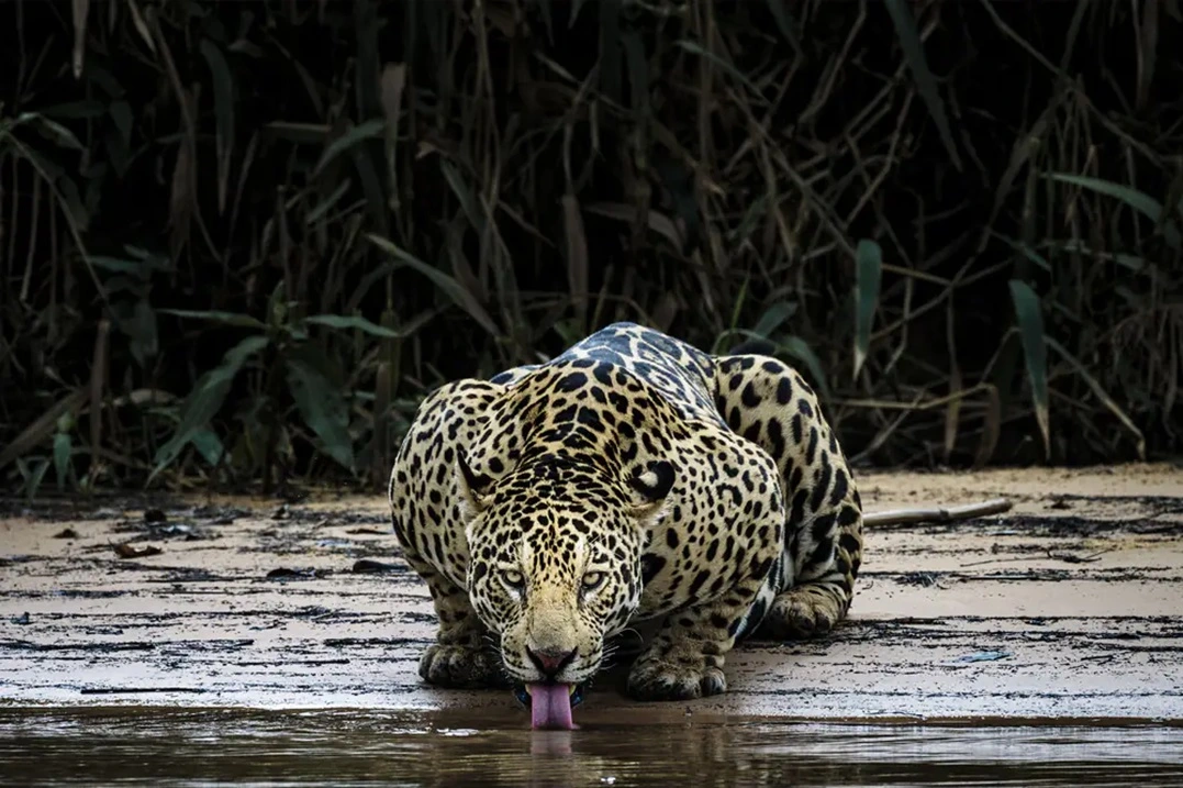 FAUNA NEWS - Pantanal é tema de exposição fotográfica em São Paulo