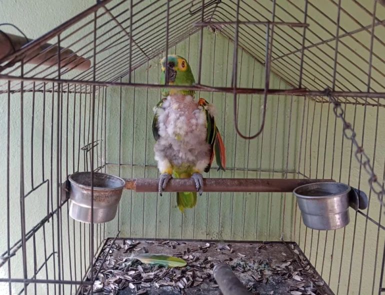 FAUNA NEWS - Era para salvar: aves silvestres vítimas de maus-tratos ficam com infratores
