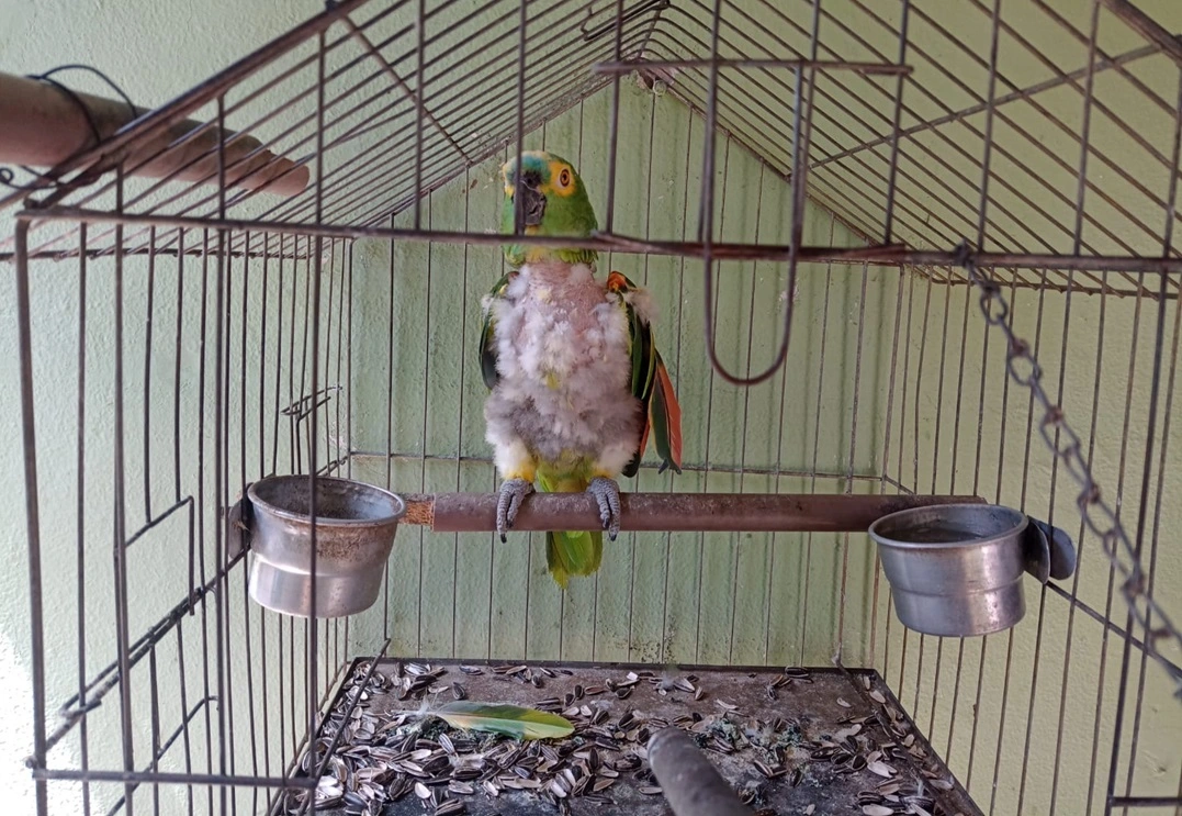 FAUNA NEWS - Era para salvar: aves silvestres vítimas de maus-tratos ficam com infratores