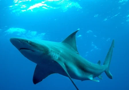 FAUNA NEWS - Captura de tubarões em Arraial do Cabo (RJ) caiu 75% em 60 anos