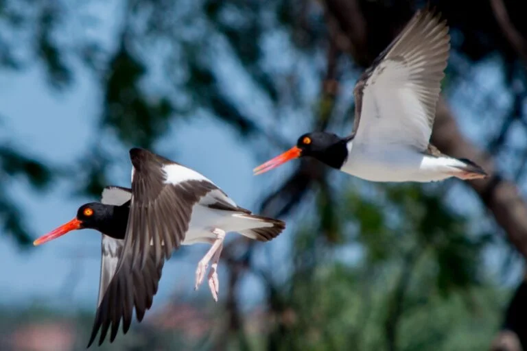 FAUNA NEWS Aves migratórias atraem observadores de aves a Icapuí (CE)
