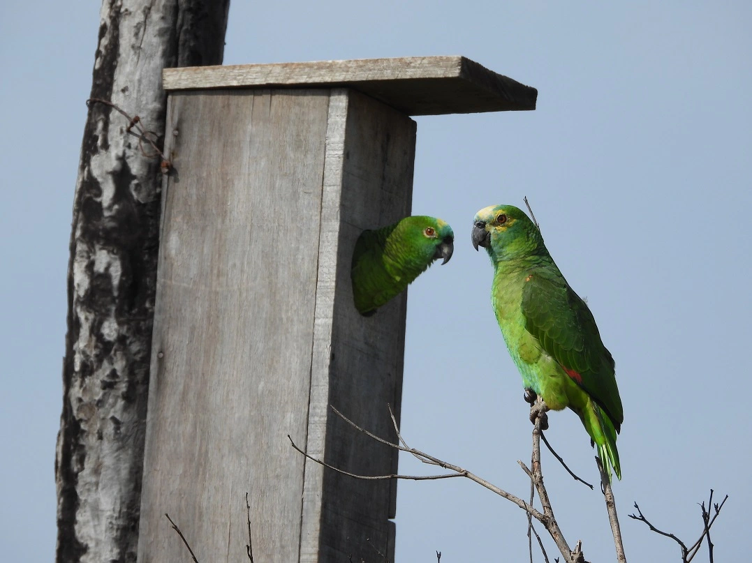FAUNA NEWS olhar atento aos papagaios-verdadeiros
