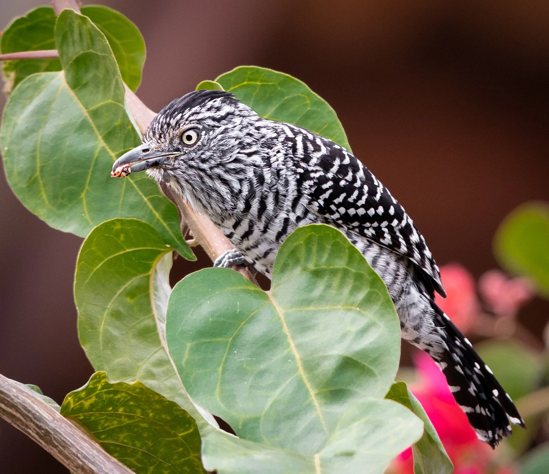 FAUNA NEWS dicas para fotografar aves