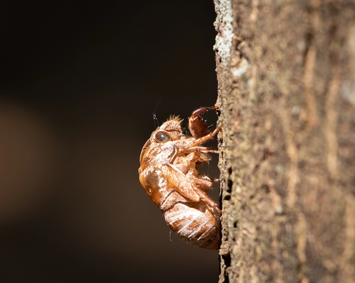 FAUNA NEWS dicas de como fotografar invertebrados