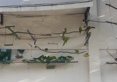 FAUNA NEWS Publicitário mantém “resort” para aves na cidade de São Paulo