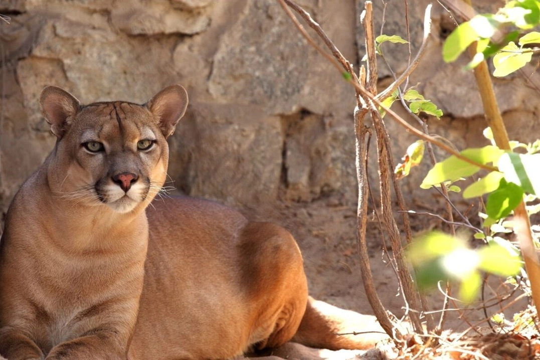 FAUNA NEWS - Mudanças climáticas ameaçam mamíferos na Caatinga