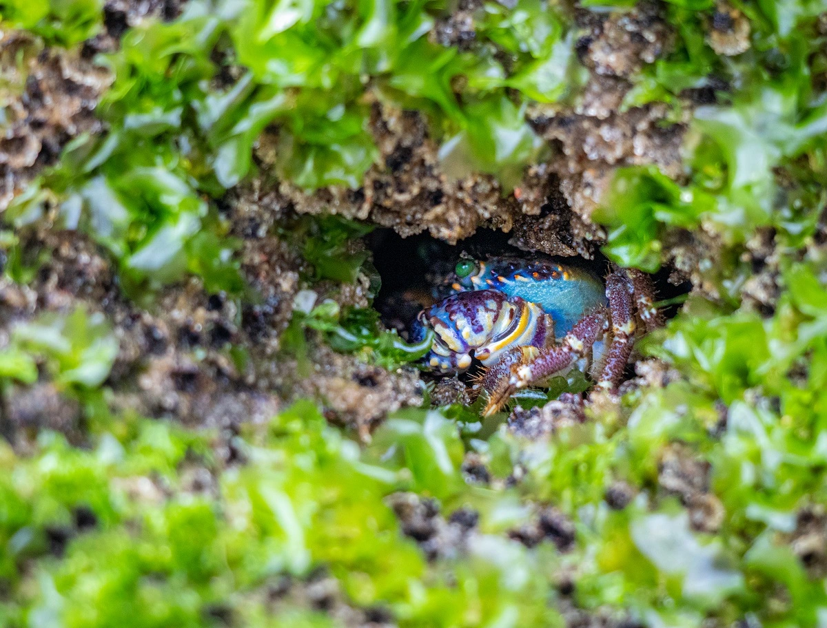 FAUNA NEWS dicas de como fotografar invertebrados