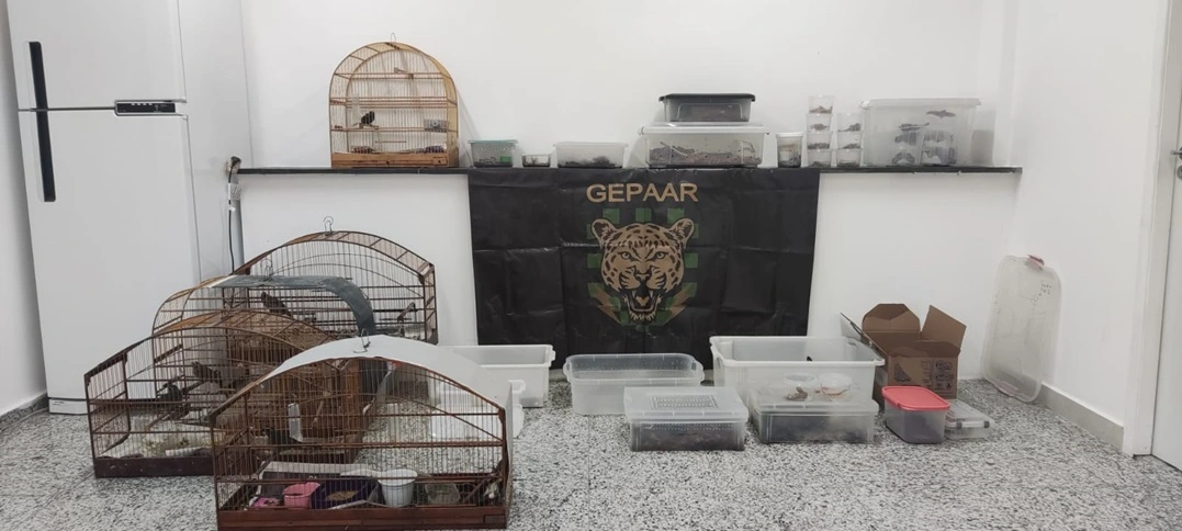 FAUNA NEWS Quatro pessoas são detidas em operação da PF contra tráfico de animais