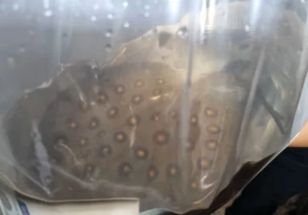 FAUNA NEWS Advogada tenta despachar arraias como se fossem tucunarés em aeroporto