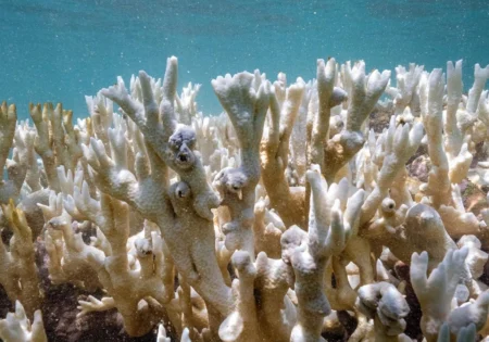 FAUNA NEWS Branqueamento dos corais chega mais uma vez ao Nordeste