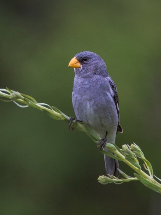conhe-a-a-patativa-tropeira-uma-esp-cie-end-mica-do-brasil-fauna-news