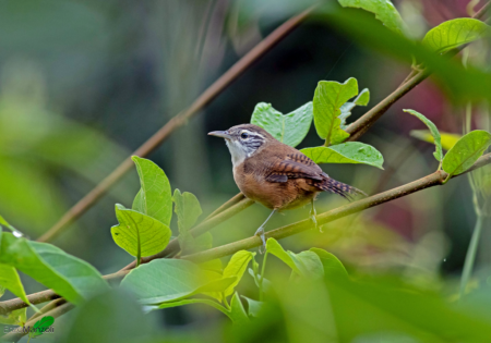 FAUNA NEWS Conservação do meio ambiente depende da diversidade funcional de aves, alertam pesquisadores
