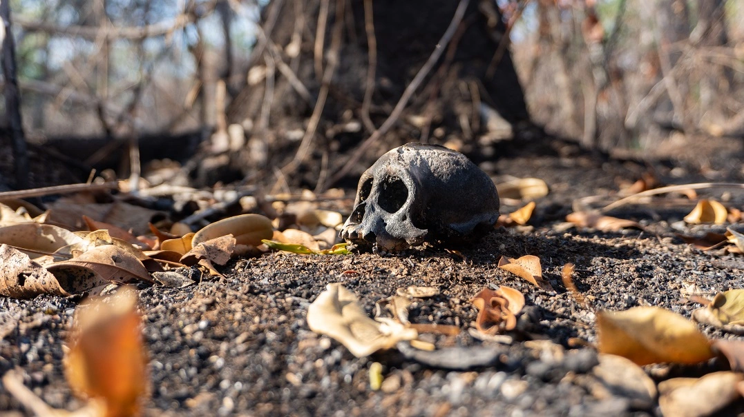FAUNA NEWS Previsão de seca rigorosa e alto risco de incêndios: alerta para fauna do Pantanal