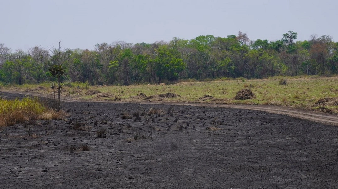 FAUNA NEWS Previsão de seca rigorosa e alto risco de incêndios: alerta para fauna do Pantanal