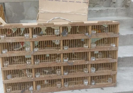 FAUNA NEWS Homem é detido com 528 animais silvestres em Itapevi (SP)