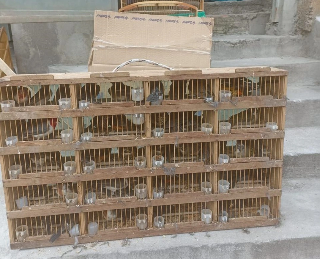 FAUNA NEWS Homem é detido com 528 animais silvestres em Itapevi (SP)