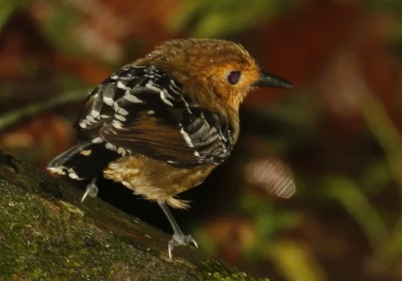 FAUNA NEWS Mudanças climáticas reduziram diversidade genética de pássaros na Amazônia