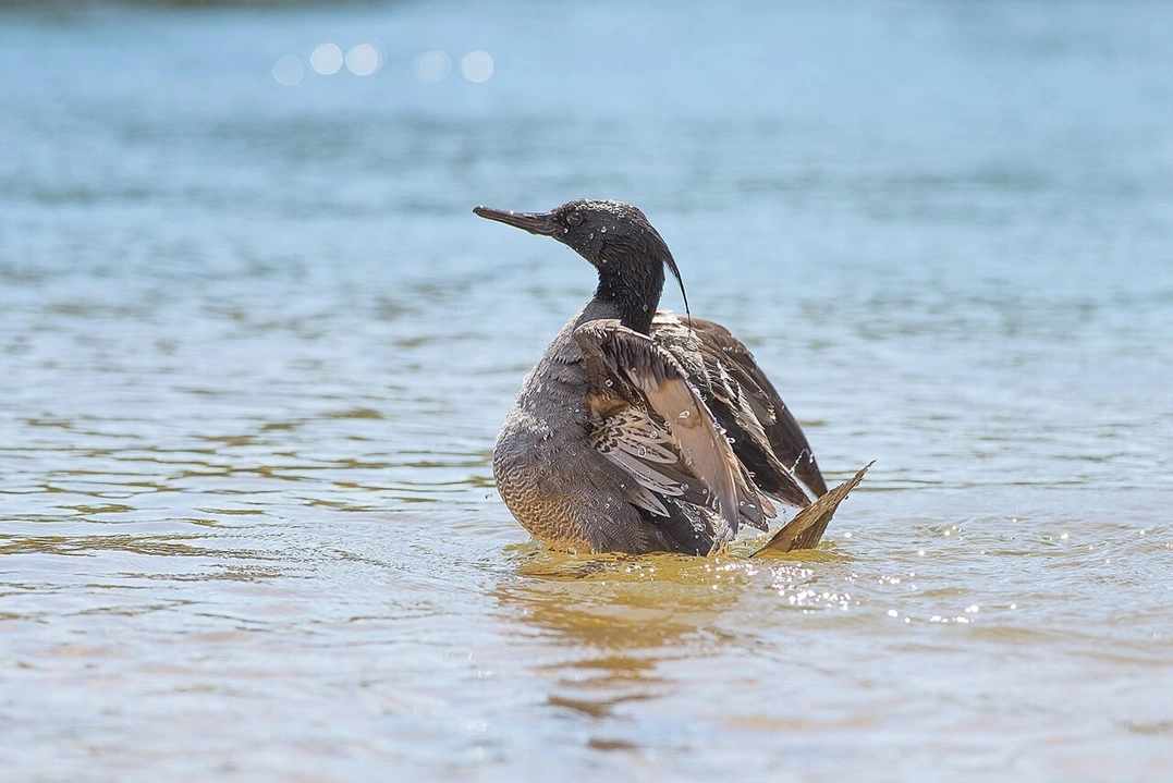 Novas hidrelétricas em Goiás ameaçam o raro pato-mergulhão