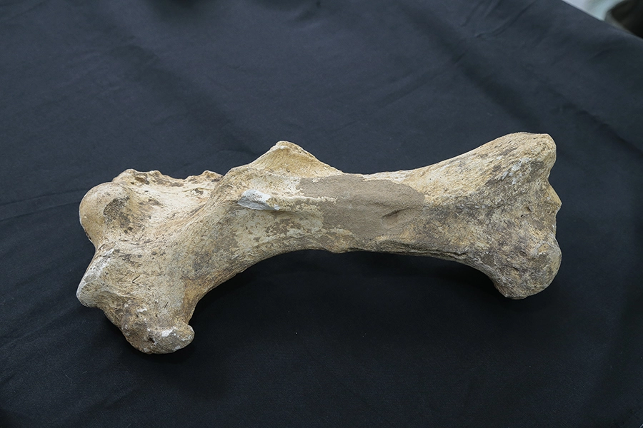 FAUNA NEWS Fósseis de preguiça-gigante são catalogados pela USP