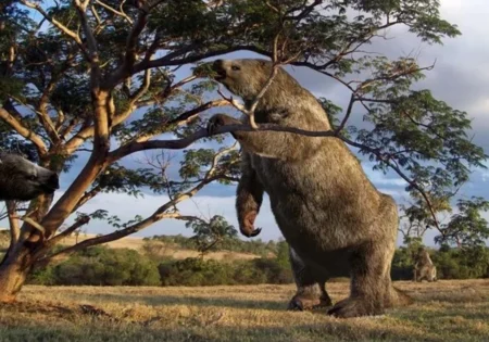 FAUNA NEWS Fósseis de preguiças-gigantes são catalogados pela USP