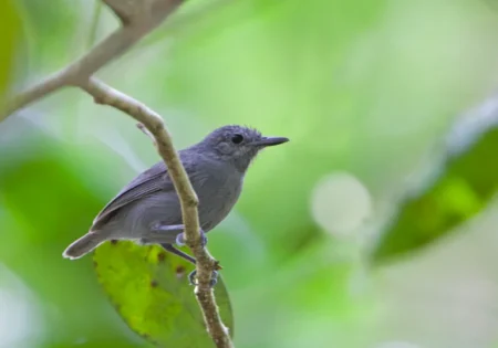 FAUNA NEWS Quatro aves: choquinha-de-alagoas está perto da extinção em área protegida