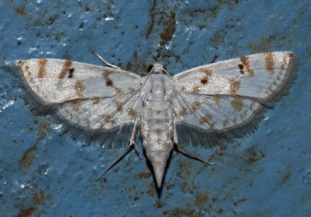 FAUNA NEWS O voo da mariposa aquática: um conto de esperança para o Rio Grande do Sul