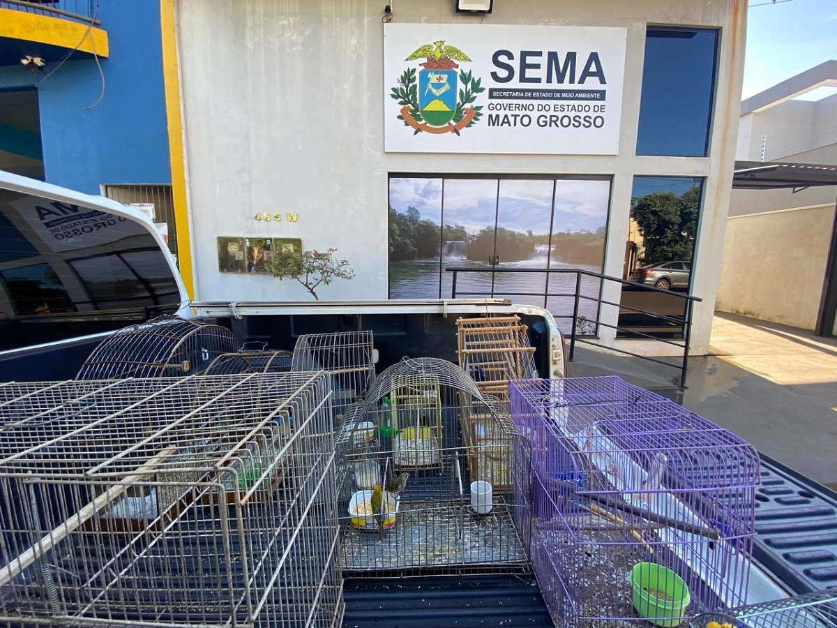 FAUNA NEWS Aves são resgatadas de cativeiro em Tangará da Serra (MT)
