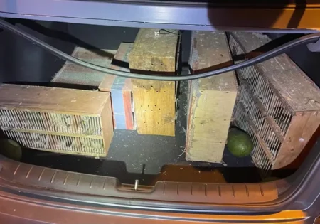 FAUNA NEWS Mais de 150 aves silvestres são resgatadas de porta-malas de carro em MG