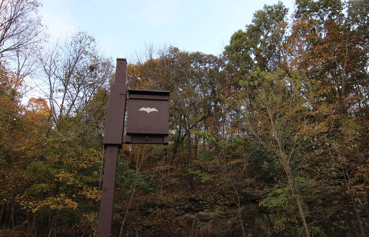 FAUNA NEWS Bat houses: casas de morcego são uma solução para um conflito socioambiental