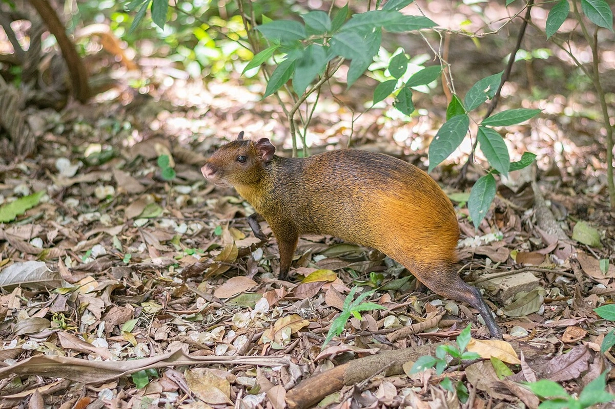 Pesquisadores monitoram impactos de superpopulações de mamíferos na ilha Anchieta (SP)