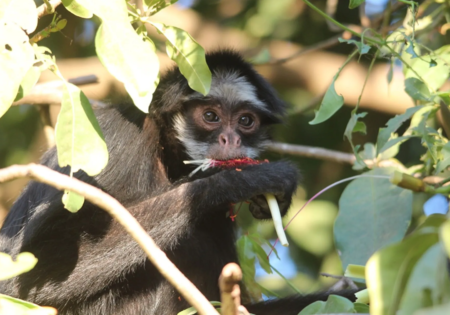 FAUNA NEWS Doze mil macacos podem morrer se parque estadual for extinto no MT