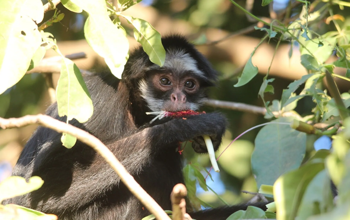 FAUNA NEWS Doze mil macacos podem morrer se parque estadual for extinto no MT